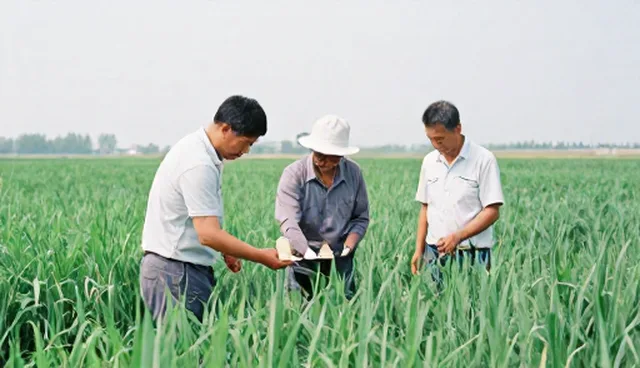 高效复合肥如何提升种植效率?场景痛点分析