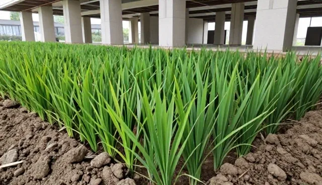 土壤养分分析与种苗供应的衔接流程