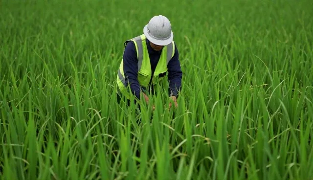 优质水稻种苗在不同气候条件下的种植建议
