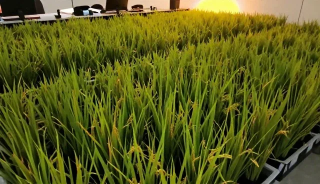 农机技术更新适用条件检查要点解析