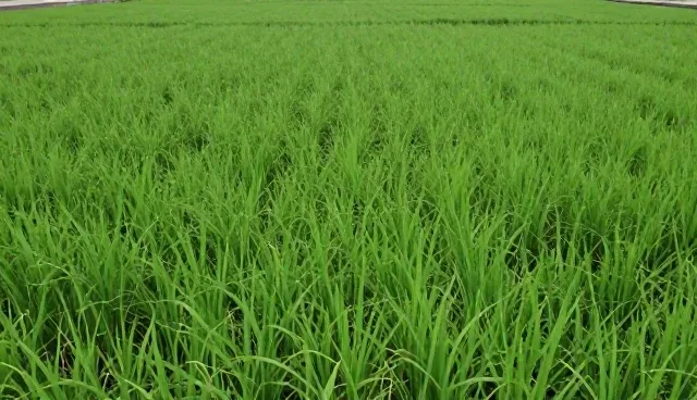 种植管理中肥料配比的5个检查要点