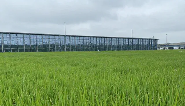 优质水稻种苗生长条件选型与维护建议