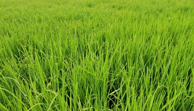 农机性能与适用条件的比较分析